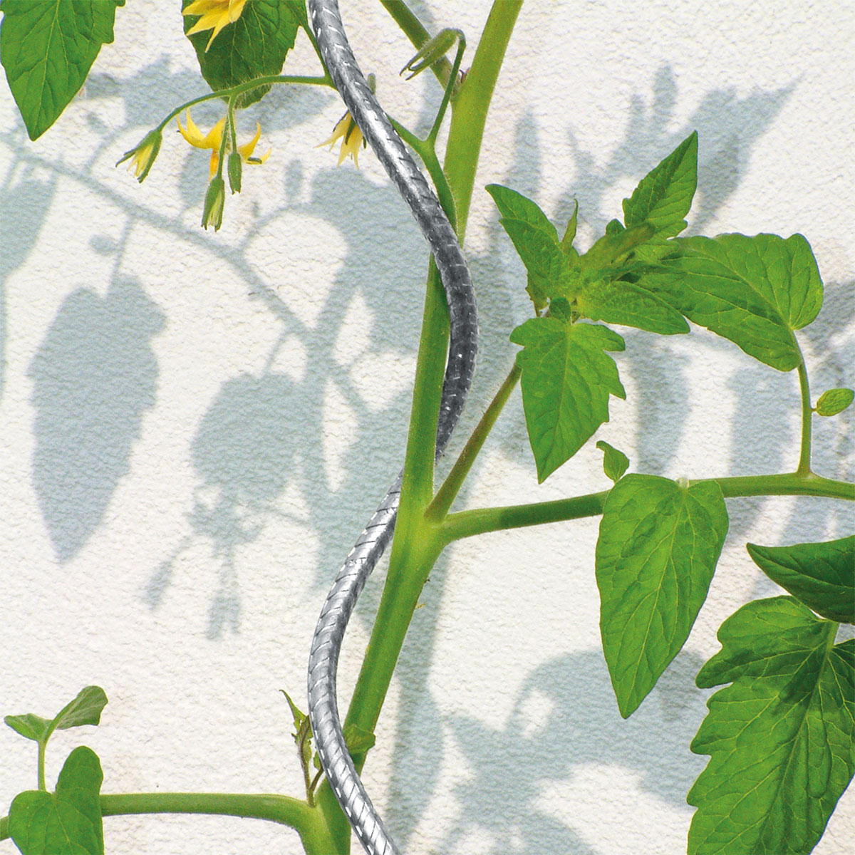 Tomatenspirale 150 cm