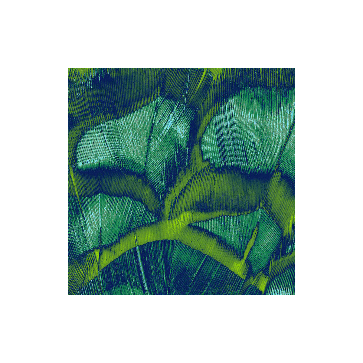 Komar  Vlies Fototapete Feathers 200x250 cm Bild 9