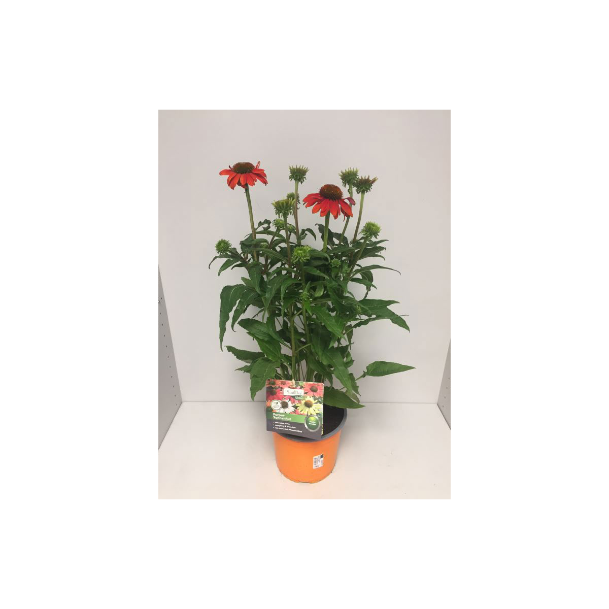 Plantiflor  Purpursonnenhut