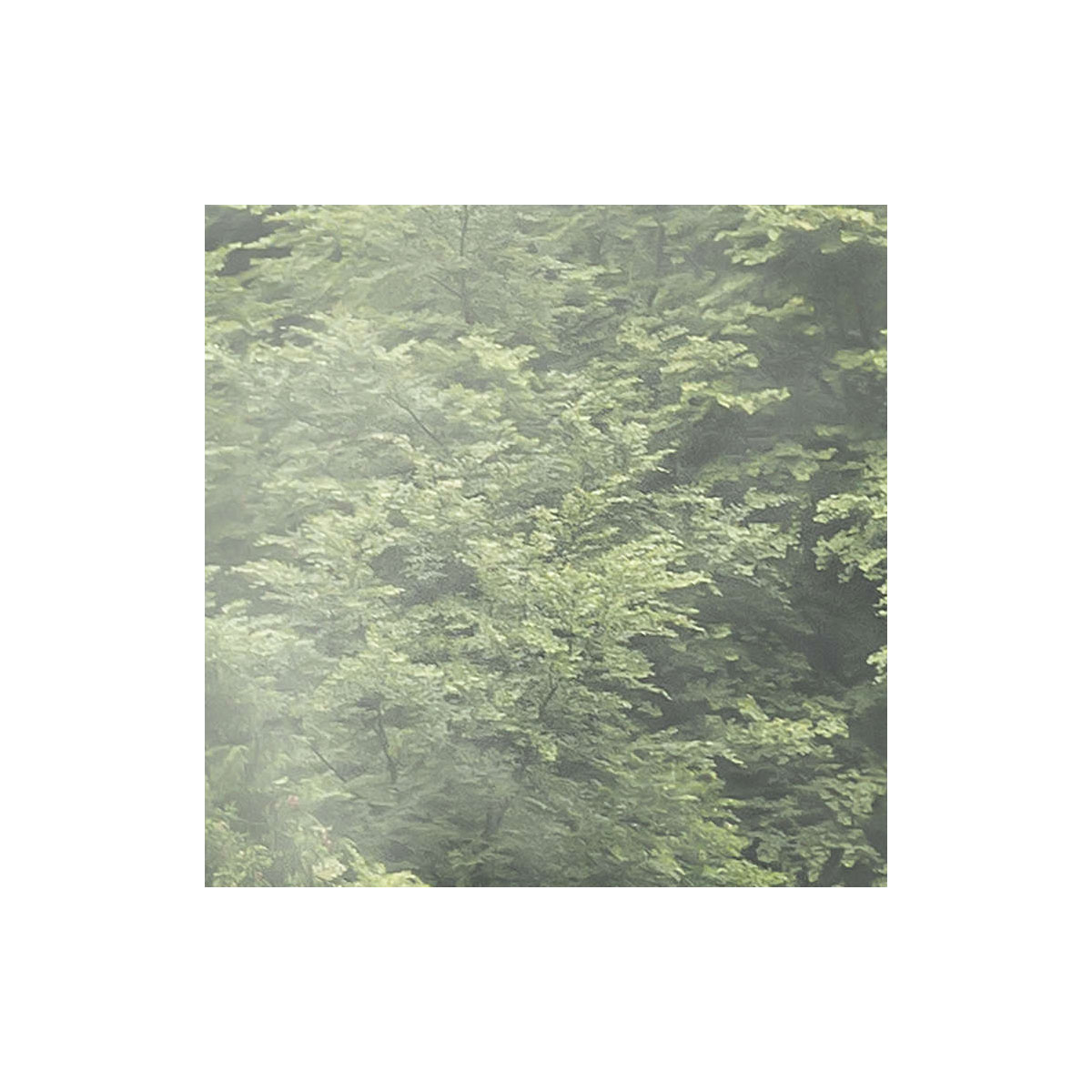 Komar  Vlies Fototapete Forest Land 400x250 cm Bild 5