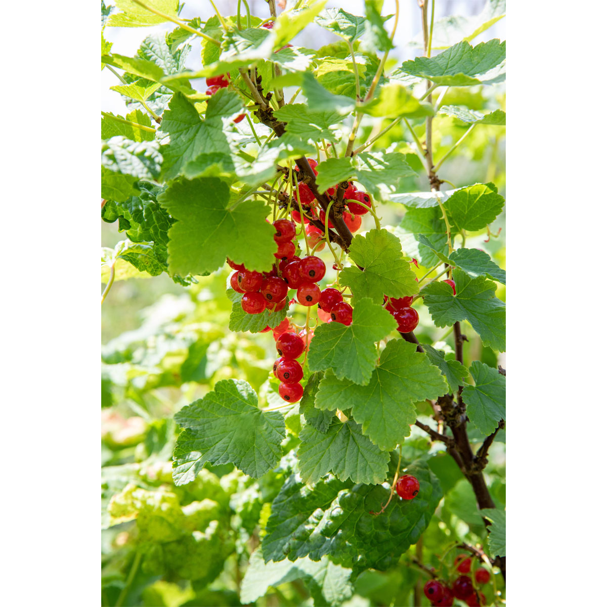 Plantiflor Rote Johannisbeere Jonkheer van Tets Topf Durchmesser 23 cm