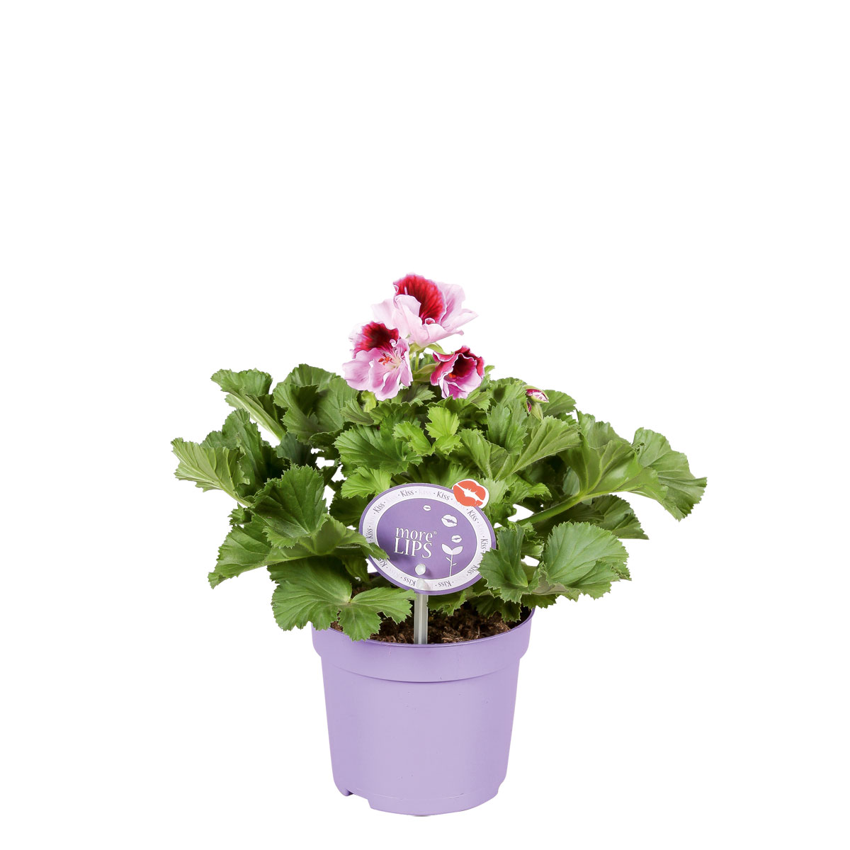 Plantiflor  Edelgeranie Topf- Durchmesser 12 cm Bild 4