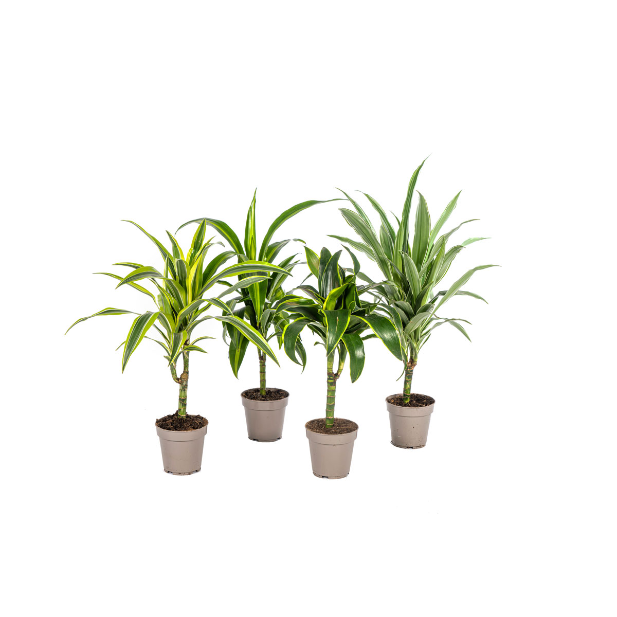 Duftender Drachenbaum „Mix“, 4 Stück, Topf Ø 12 cm Bild 2