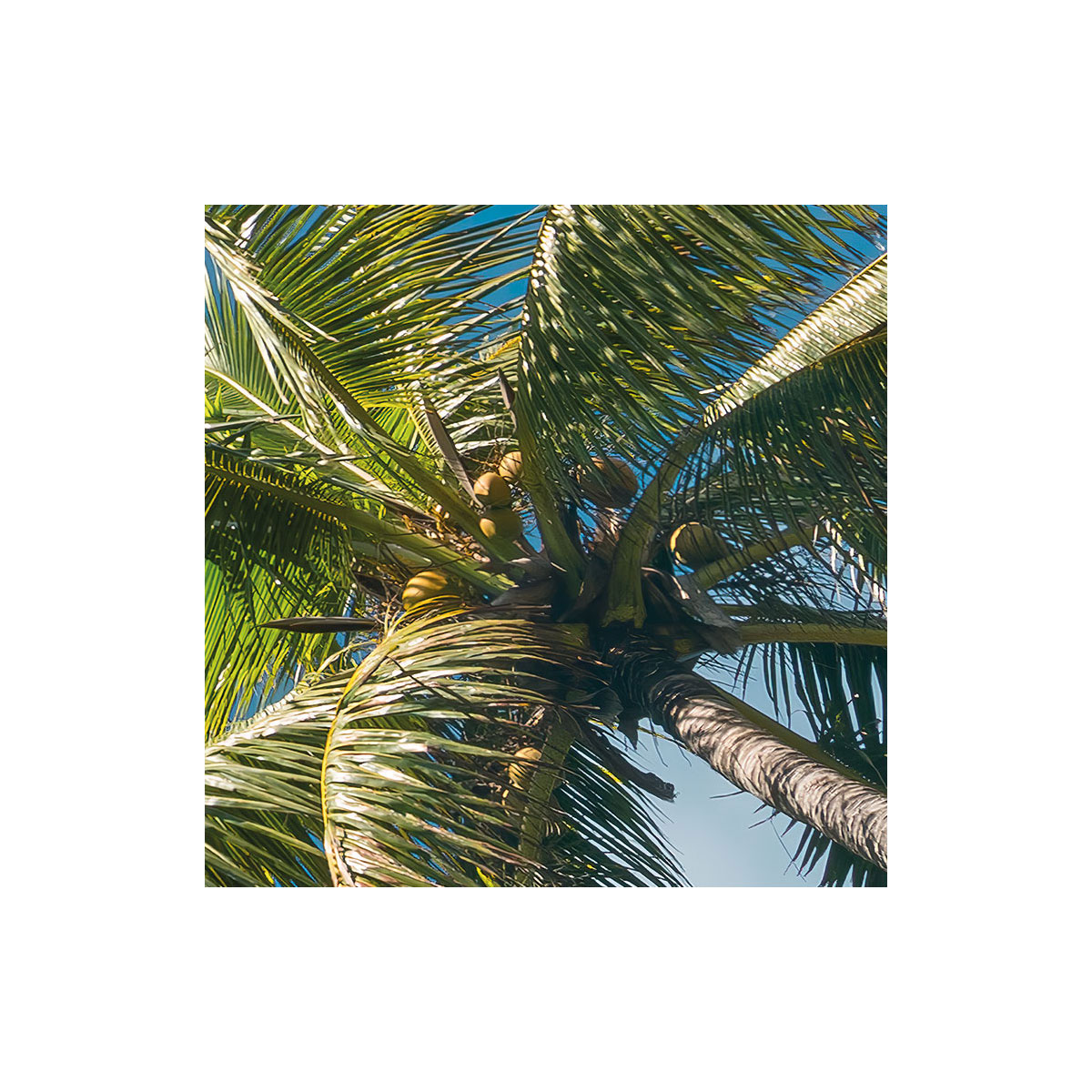 Komar  Vlies Fototapete Coconut Heaven II 450x280 cm Bild 5