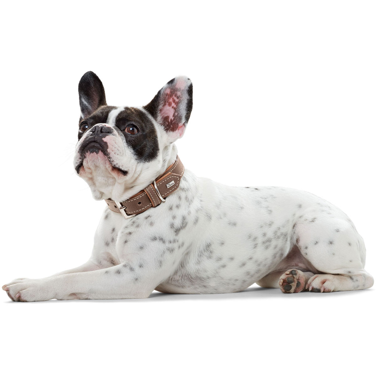 Hunter  Dog Halsband Porto tabak/cognac 42-48 cm Bild 6