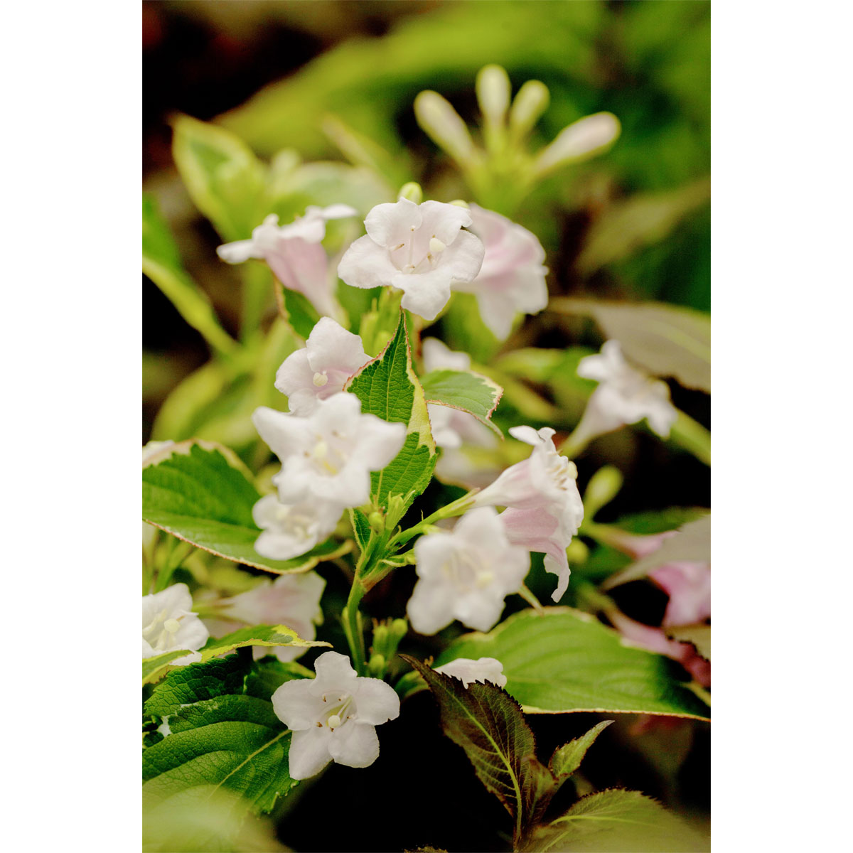 Plantiflor Buntblättrige Weigelie Nana Variegata Topf Durchmesser 19 cm