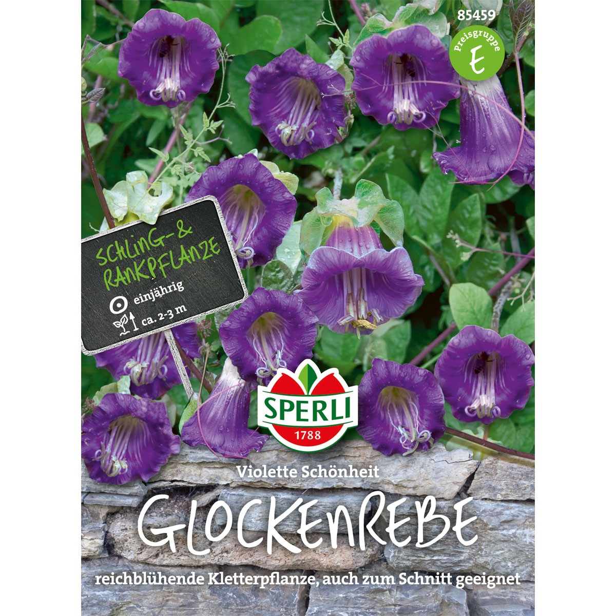 Sperli Glockenreben Violette Schönheit Bild 1