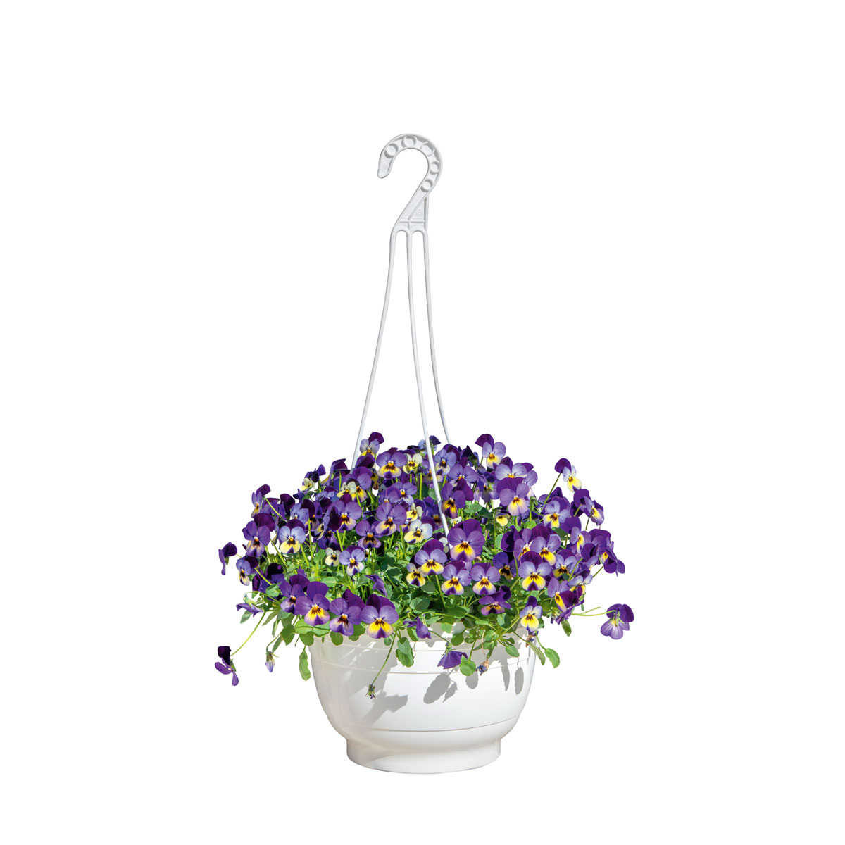 Plantiflor  Hornveilchen Ampel Durchmesser 25 cm Bild 2