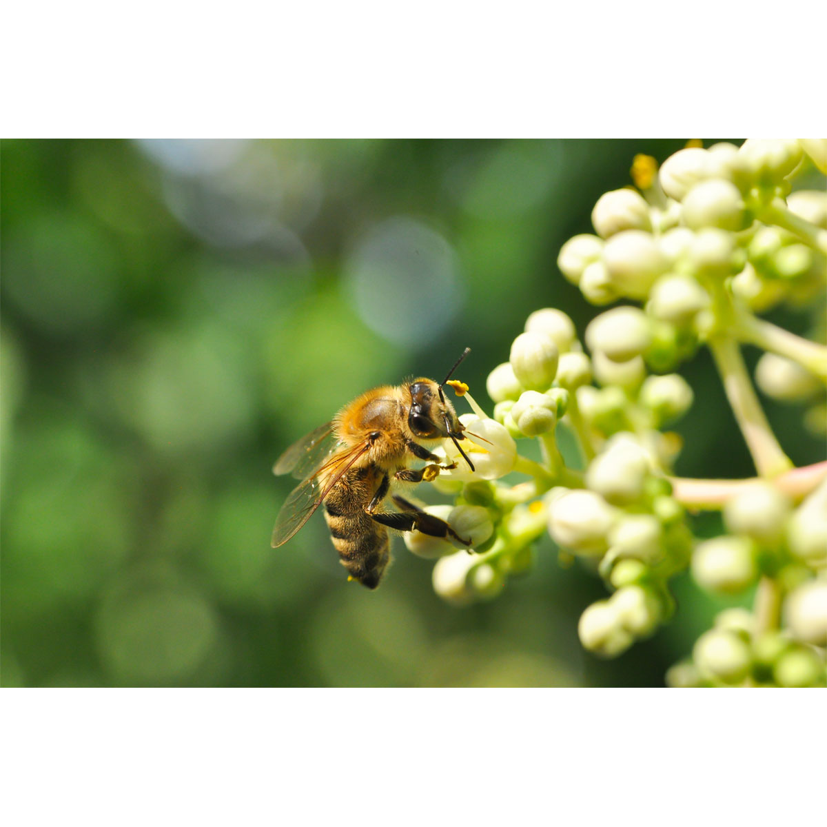 Plantiflor Bienenbaum Topf Durchmesser 17 cm
