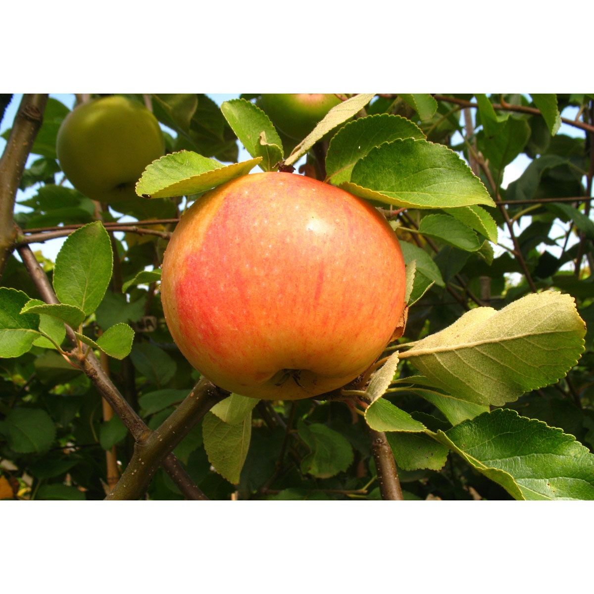 Zwergapfel James Grieve Super Compact