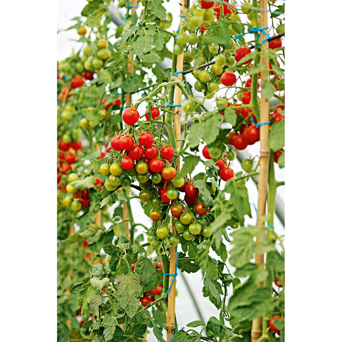 Plantiflor  Cherrytomate plastikfrei Topf Durchmesser 12 cm Bild 4