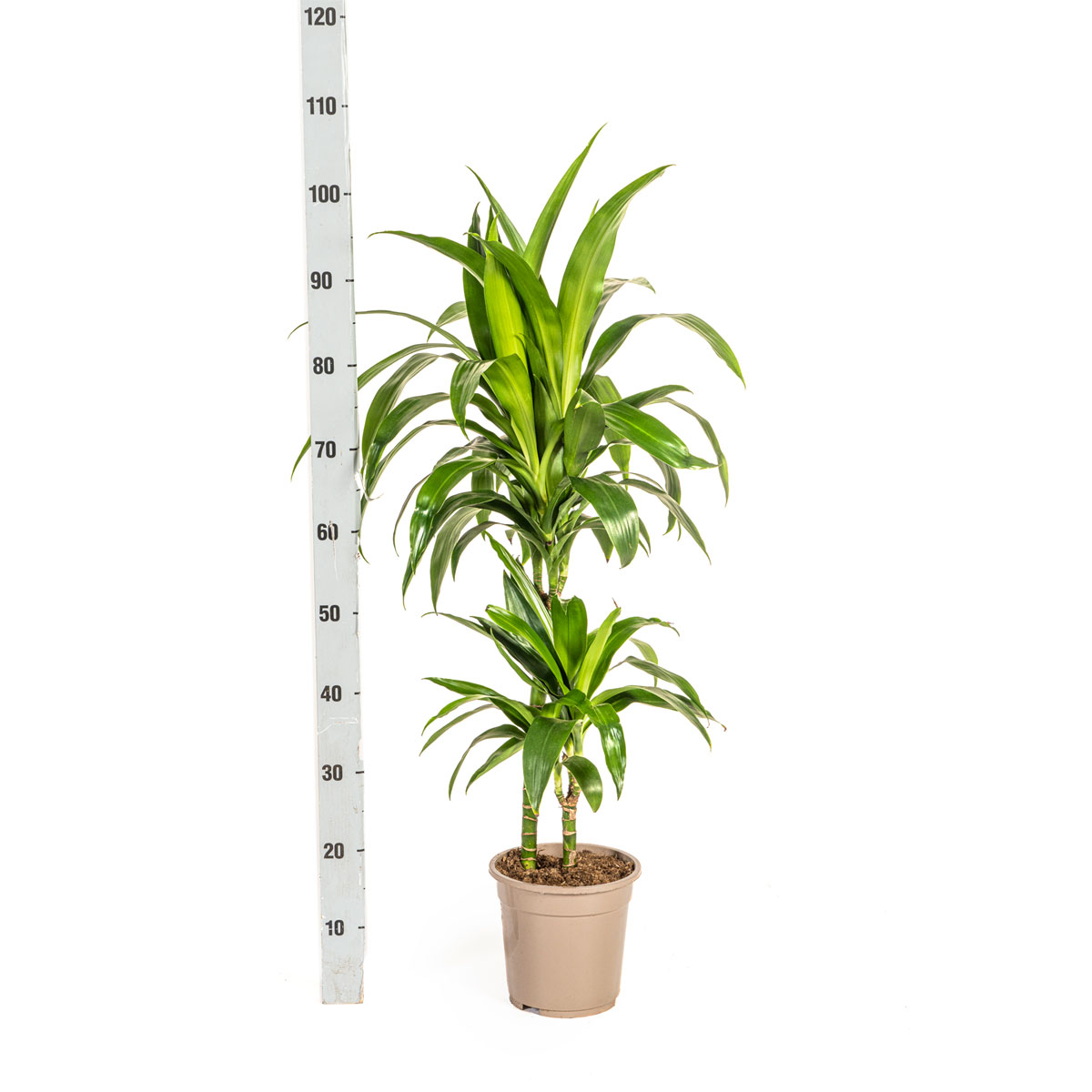 Duftender Drachenbaum „Lisa“, Topf Ø 21 cm Bild 2