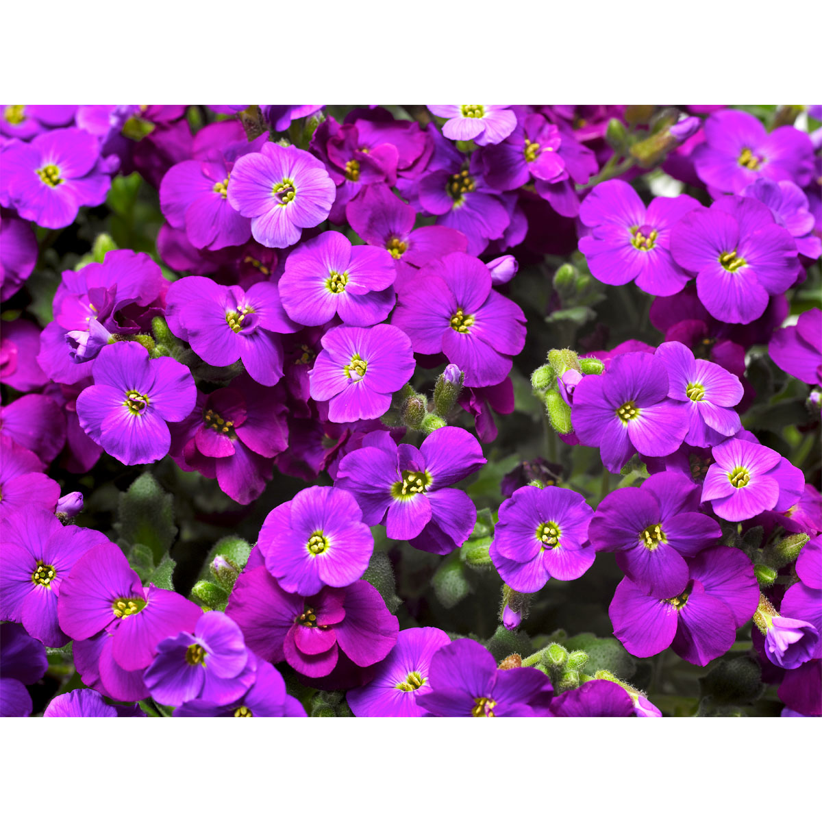 Plantiflor  Steingartenstauden im Topf Durchmesser 13 cm Bild 5