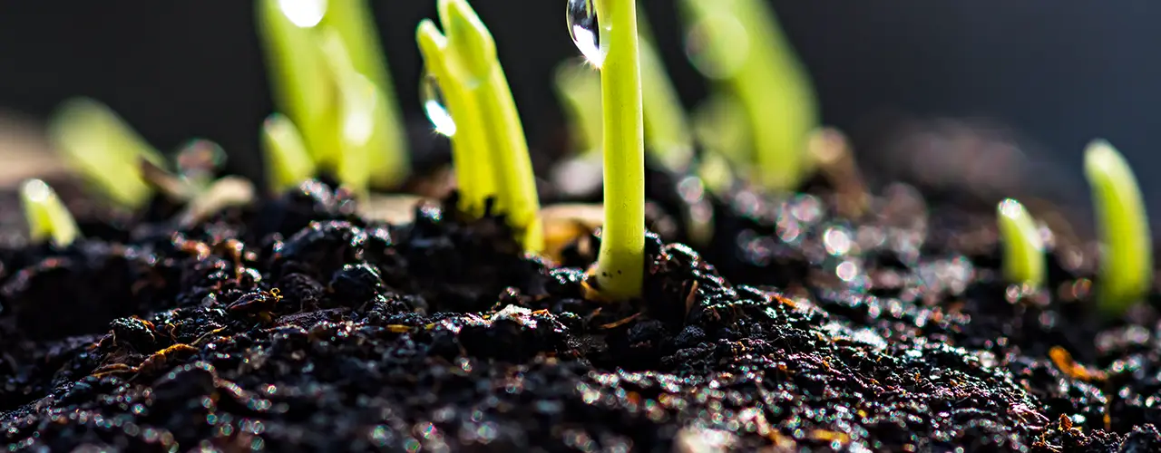 Blumenerde mit Keimlingen