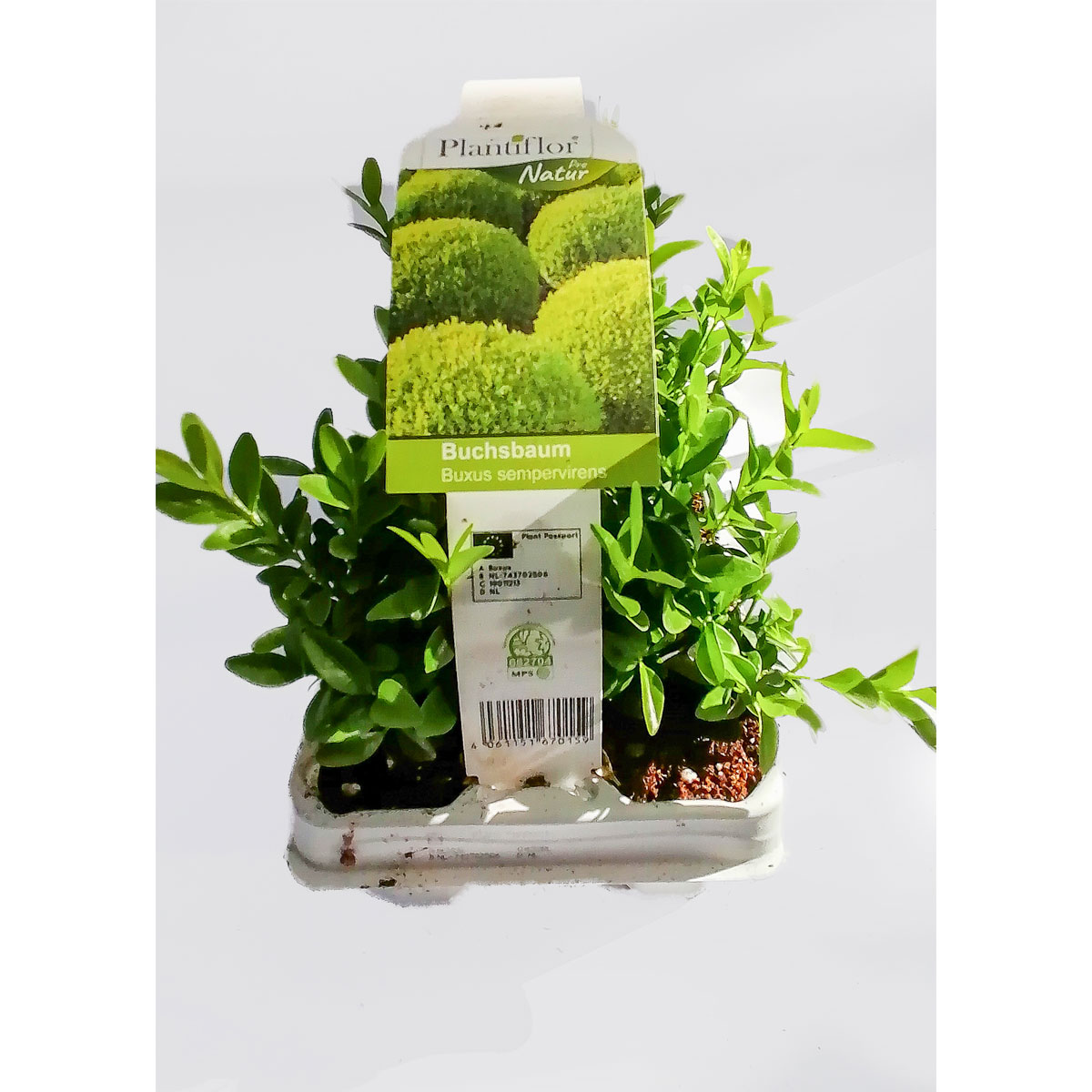 Plantiflor Buchsbaum 6er-Tray