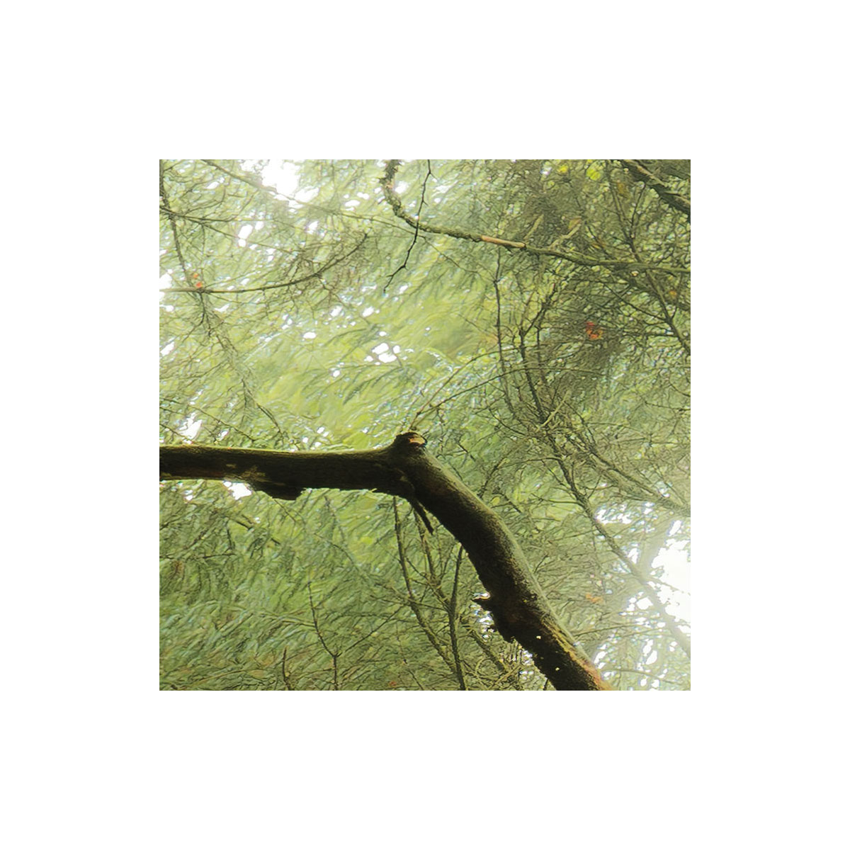 Komar  Vlies Fototapete Der Traumbaum 450x280 cm Bild 8