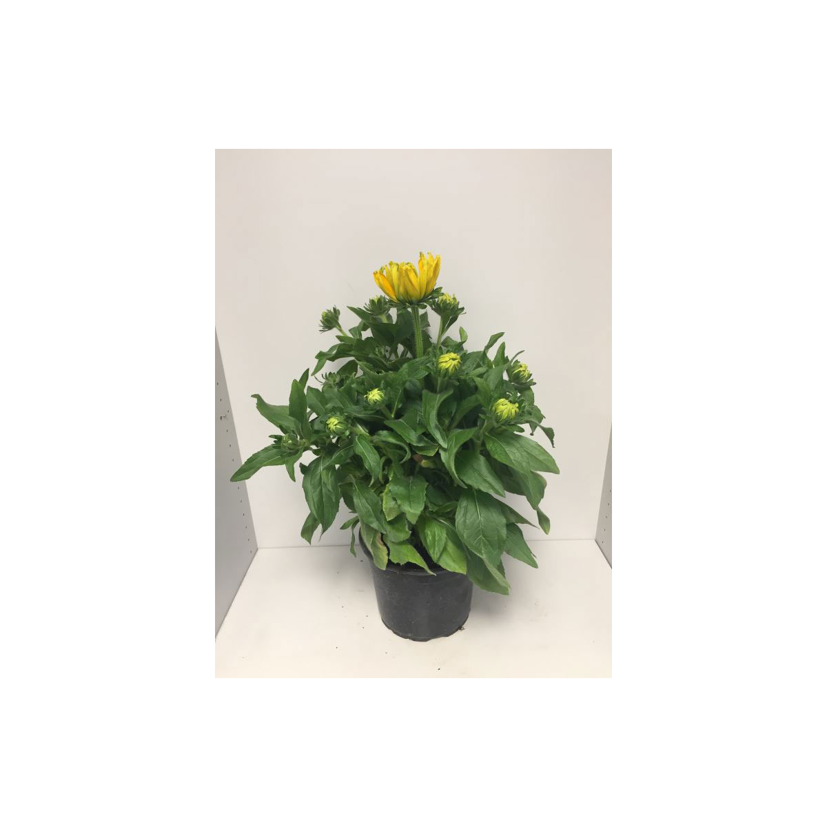 Plantiflor  Sonnenhut Rudbeckia Summerina Yellow Durchmesser 23 cm