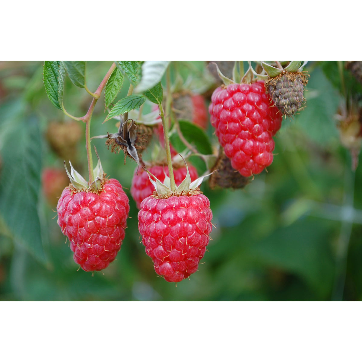 Plantiflor Himbeere Willamette Topf Durchmesser 17 cm