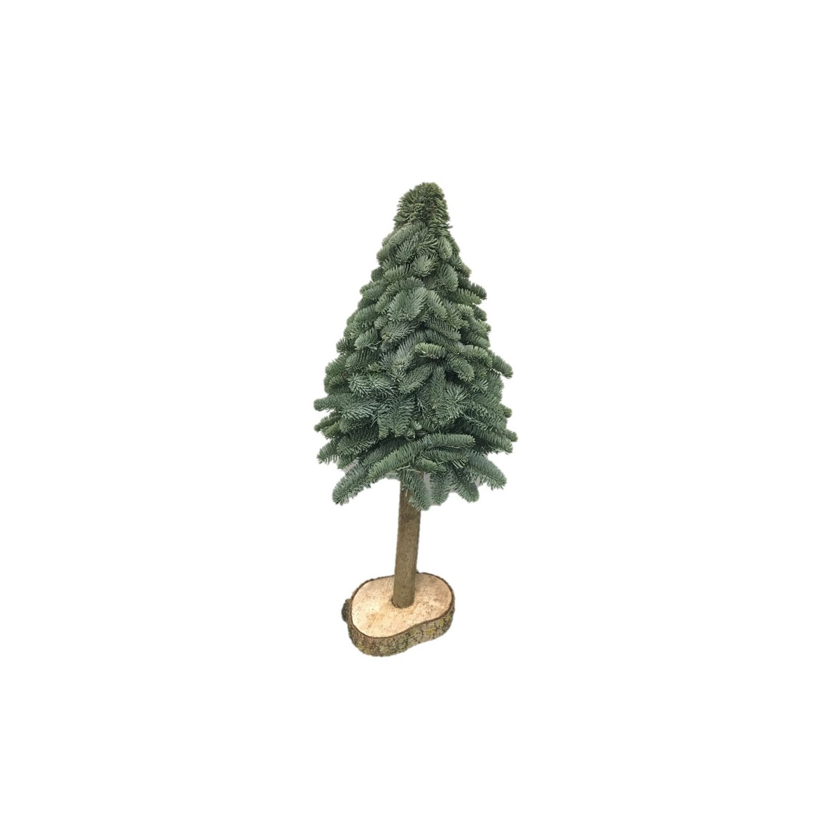 Plantiflor  Mini Nobilisbaum auf Holzscheibe