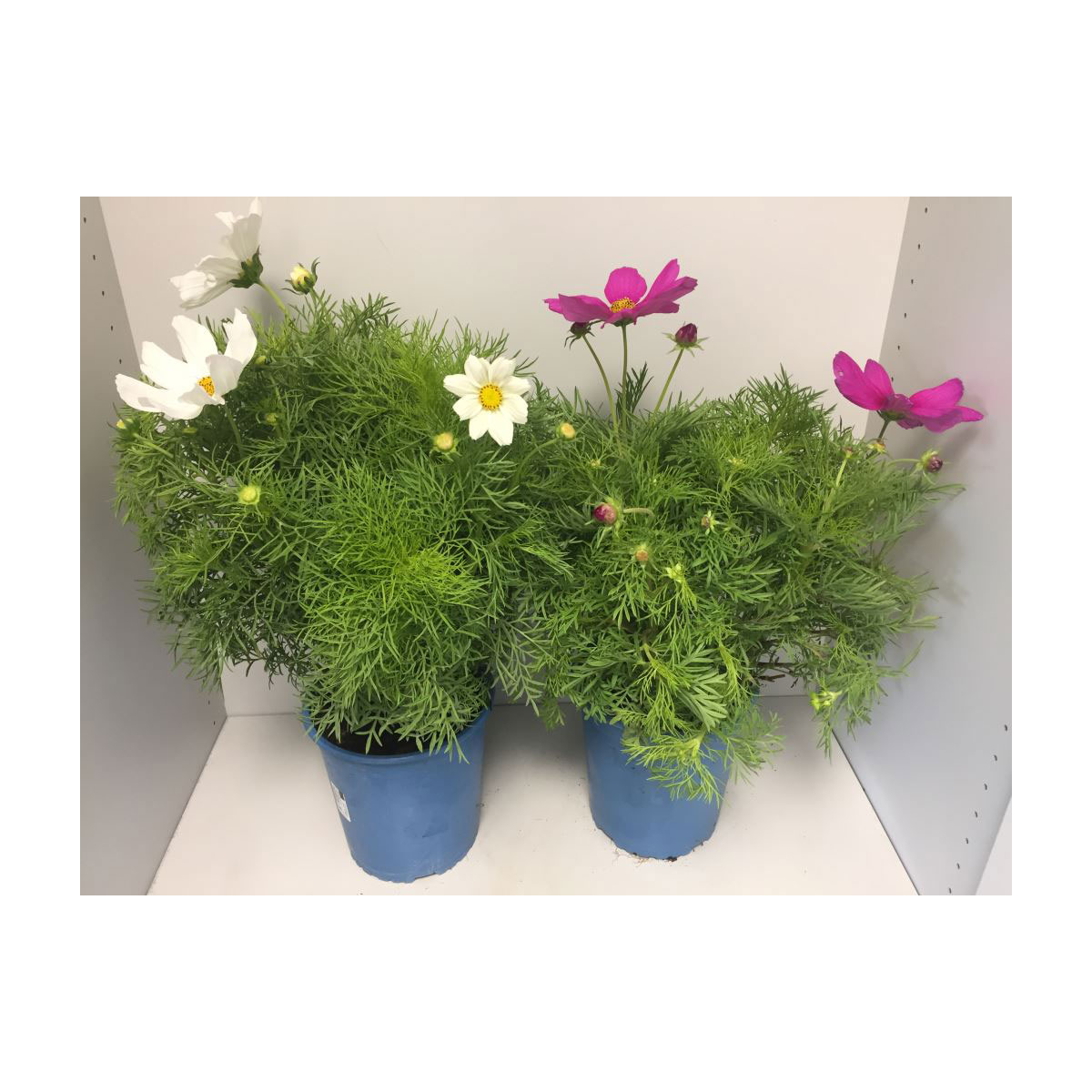 Plantiflor  Schmuckkörbchen verschiedene Farben 3 L