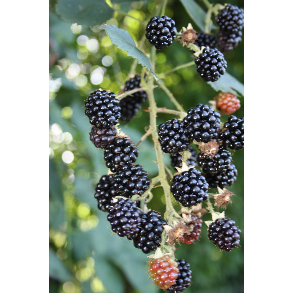 Brombeere Theodor Reimers