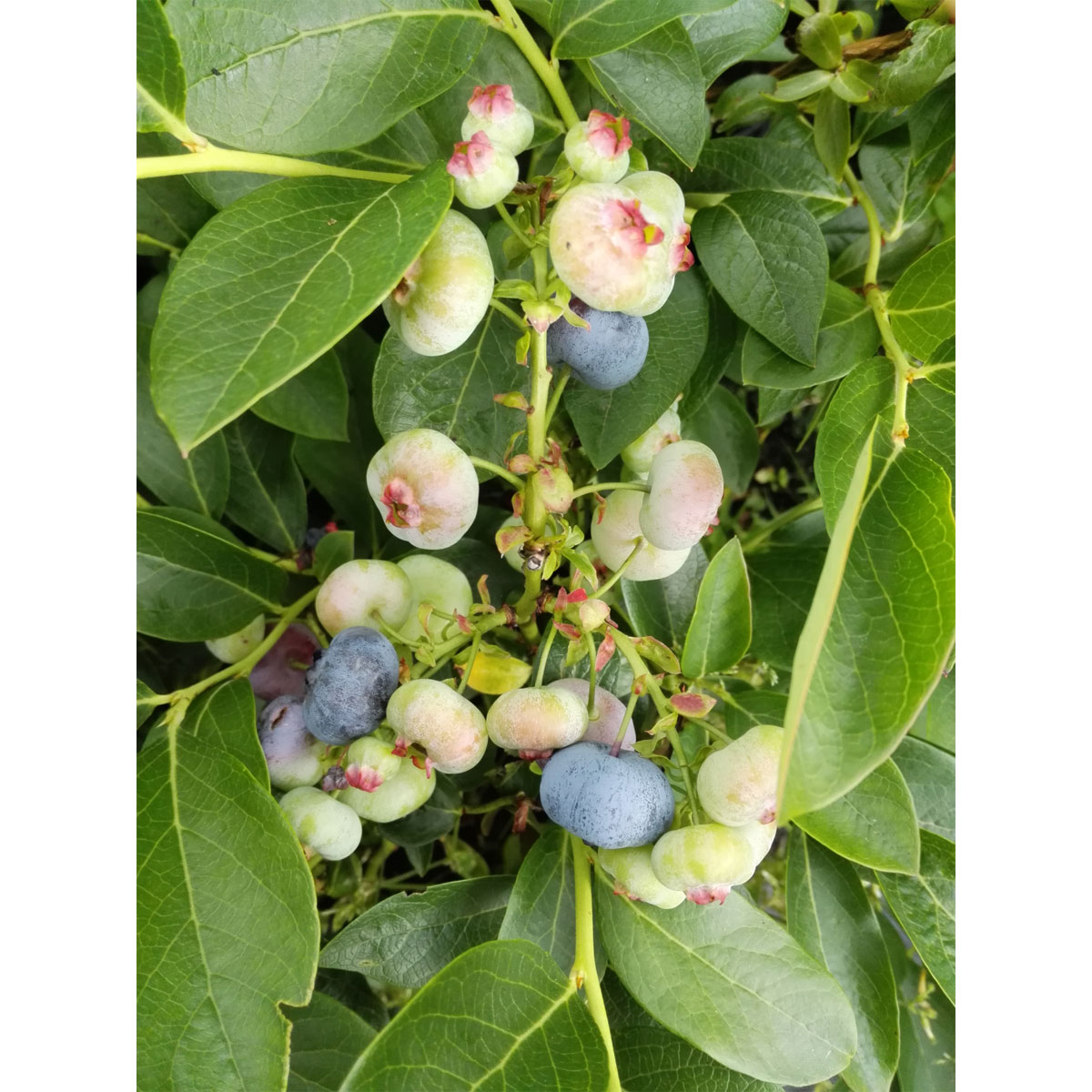 Gartenheidelbeere Chandler