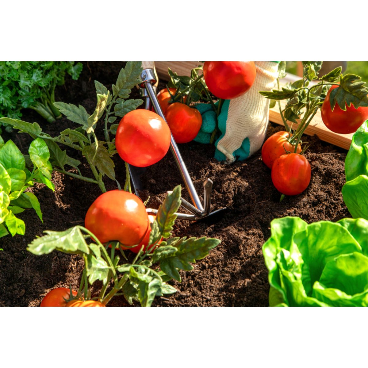 Westmann Hochbeet Klassik 100 65x100x66cm Bild 5