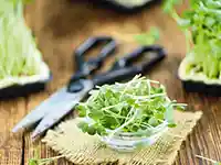 Eine Schüssel mit frischen Sprossen steht auf einem Tisch neben einer Schere.