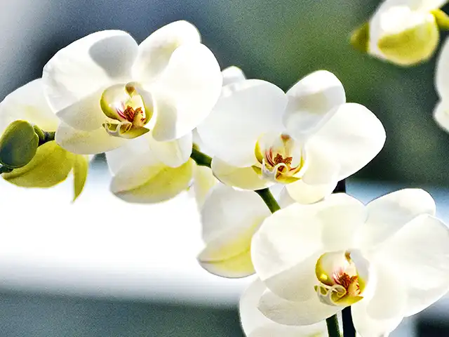 Weiße Orchideenblüten blühen an einem Stängel vor unscharfem, grünem Hintergrund.
