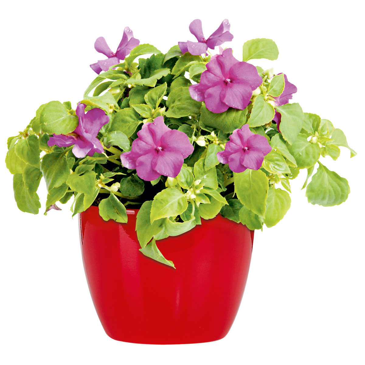 Plantiflor  Fleißiges Lieschen Topf Durchmesser 10,5 cm Bild 2