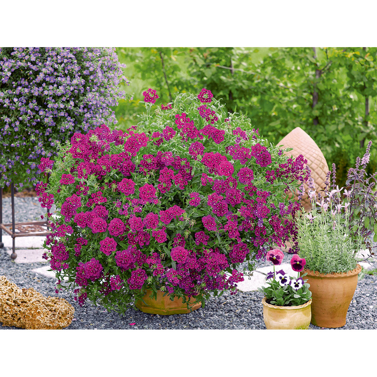 Plantiflor  Verbene Temari weiß und rosa/rot T10,5 Bild 6