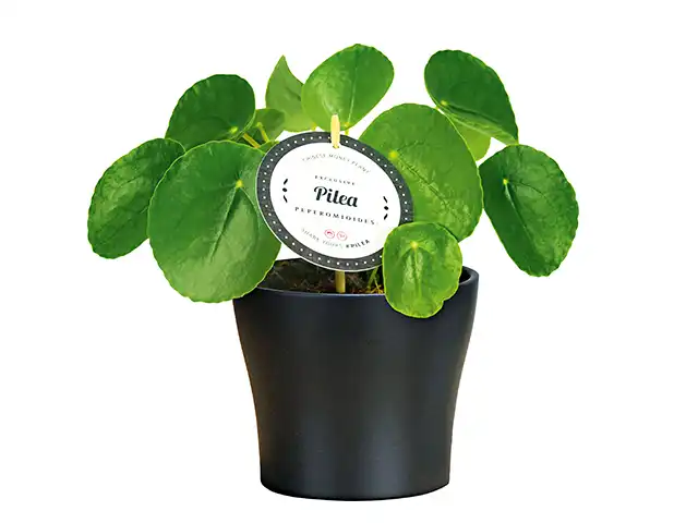 Pilea