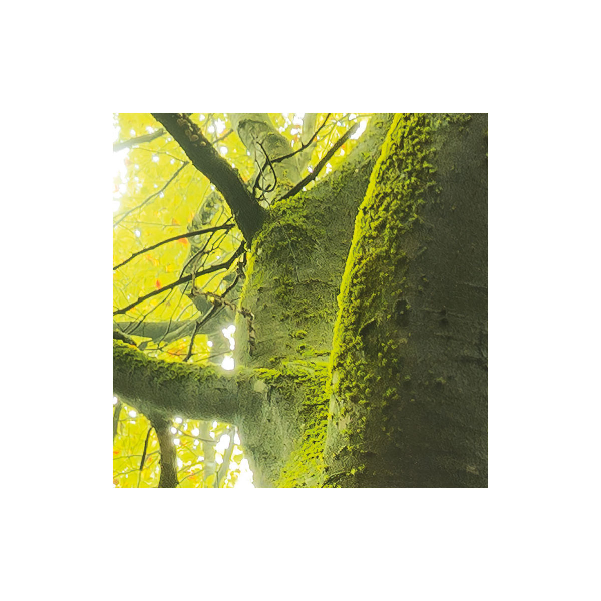 Komar  Vlies Fototapete Der Traumbaum 300x280 cm Bild 3