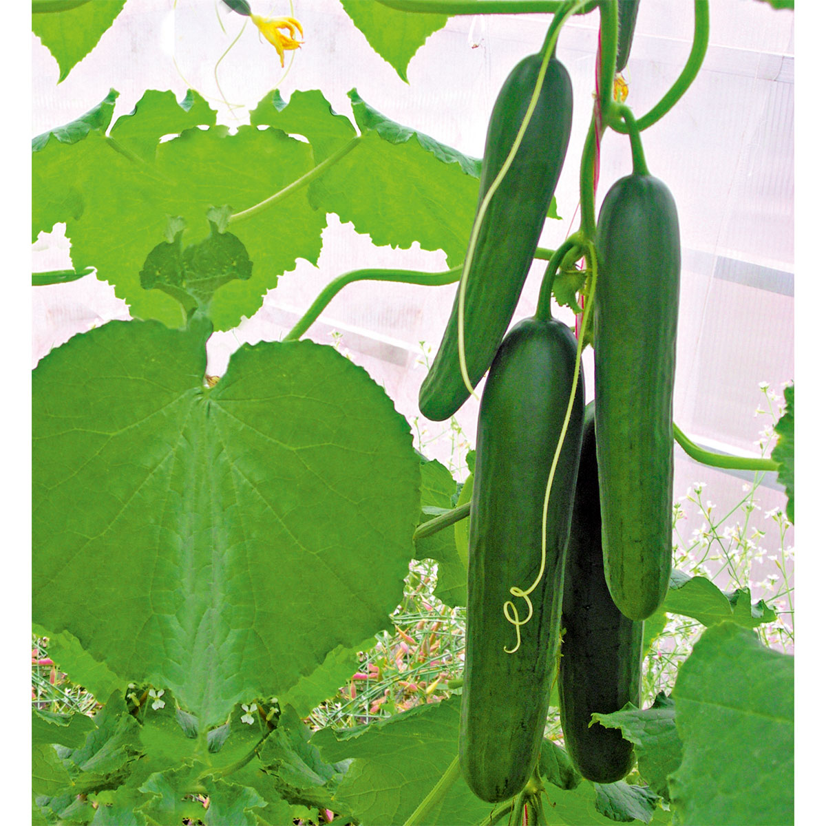 Plantiflor  Snackgurke, Topf Ø 12 cm Bild 1