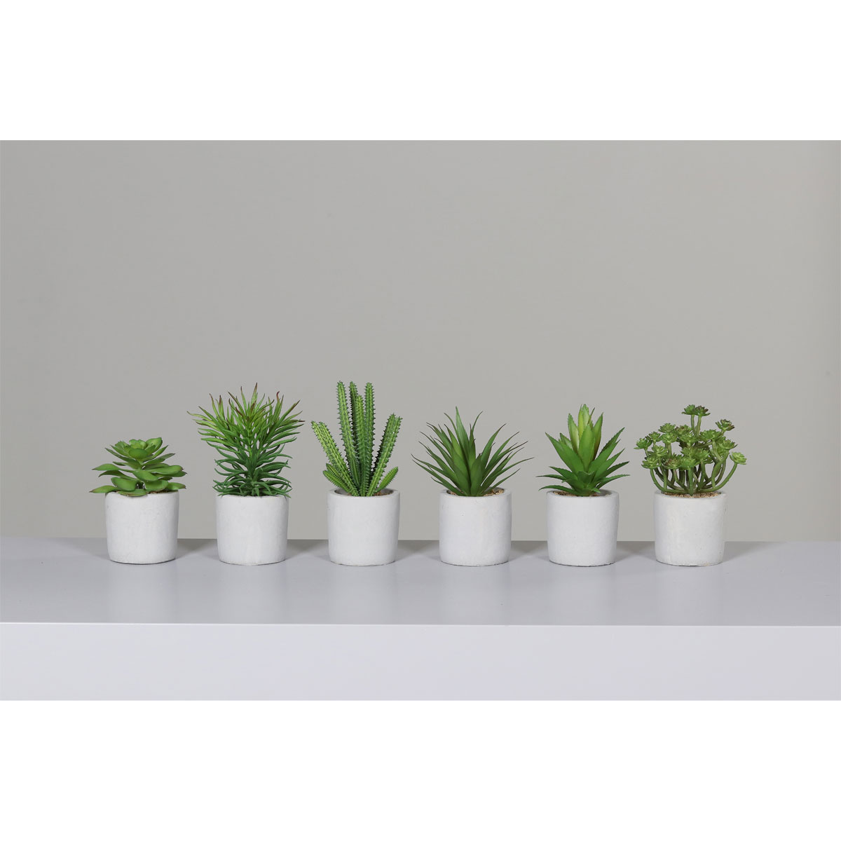 Sukkulenten im grauen Betontopf 14-20 cm