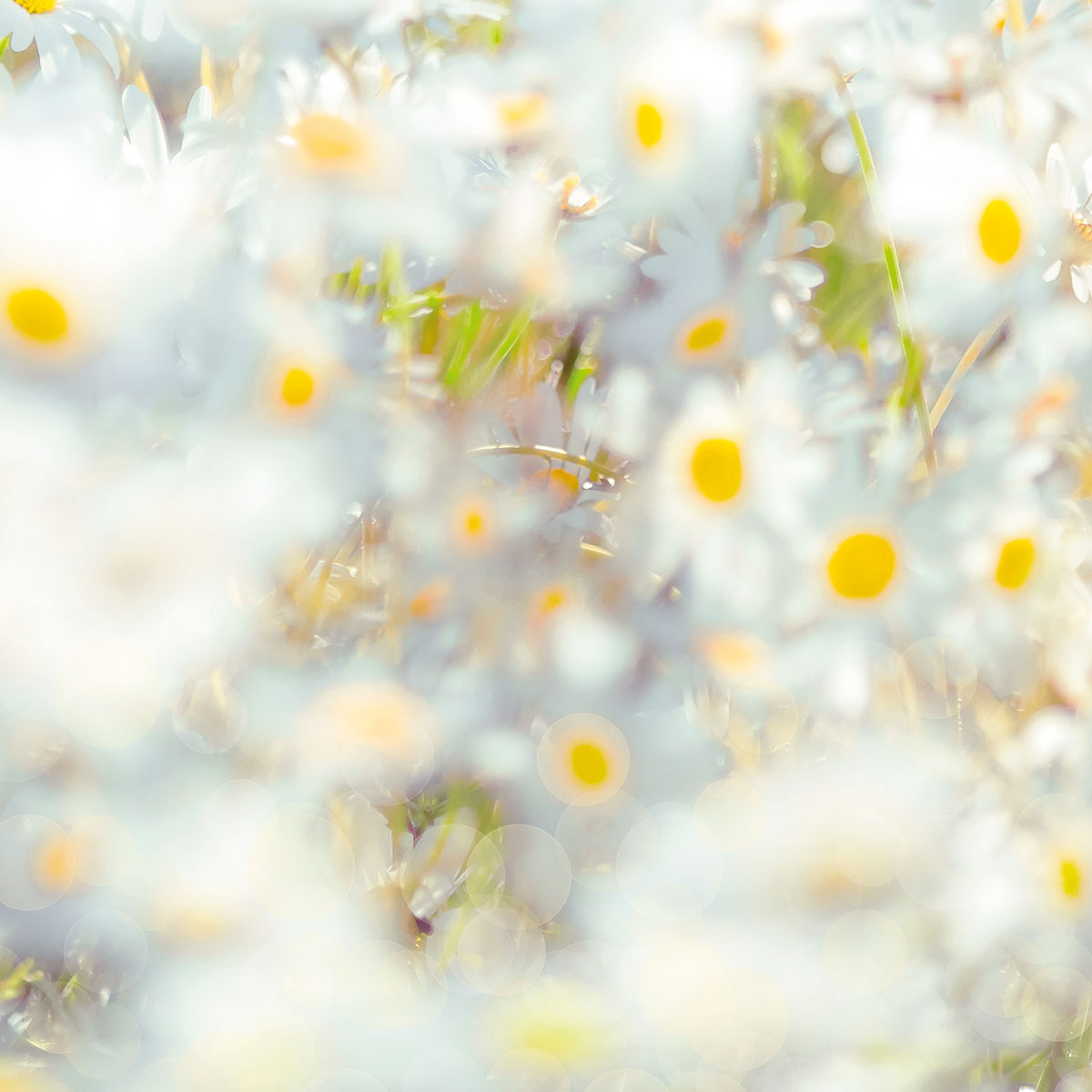 Komar  Papier Fototapete Daisies 368x254 cm Bild 7