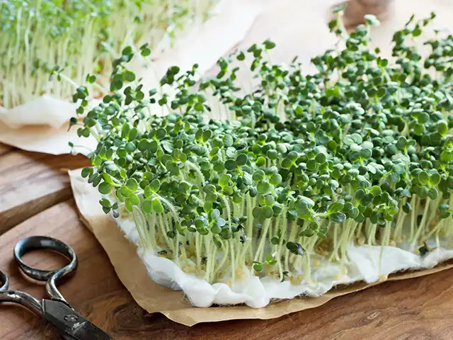 Grüne Sprossen wachsen auf feuchtem Papier neben einer Holzschere auf einem Holztisch.