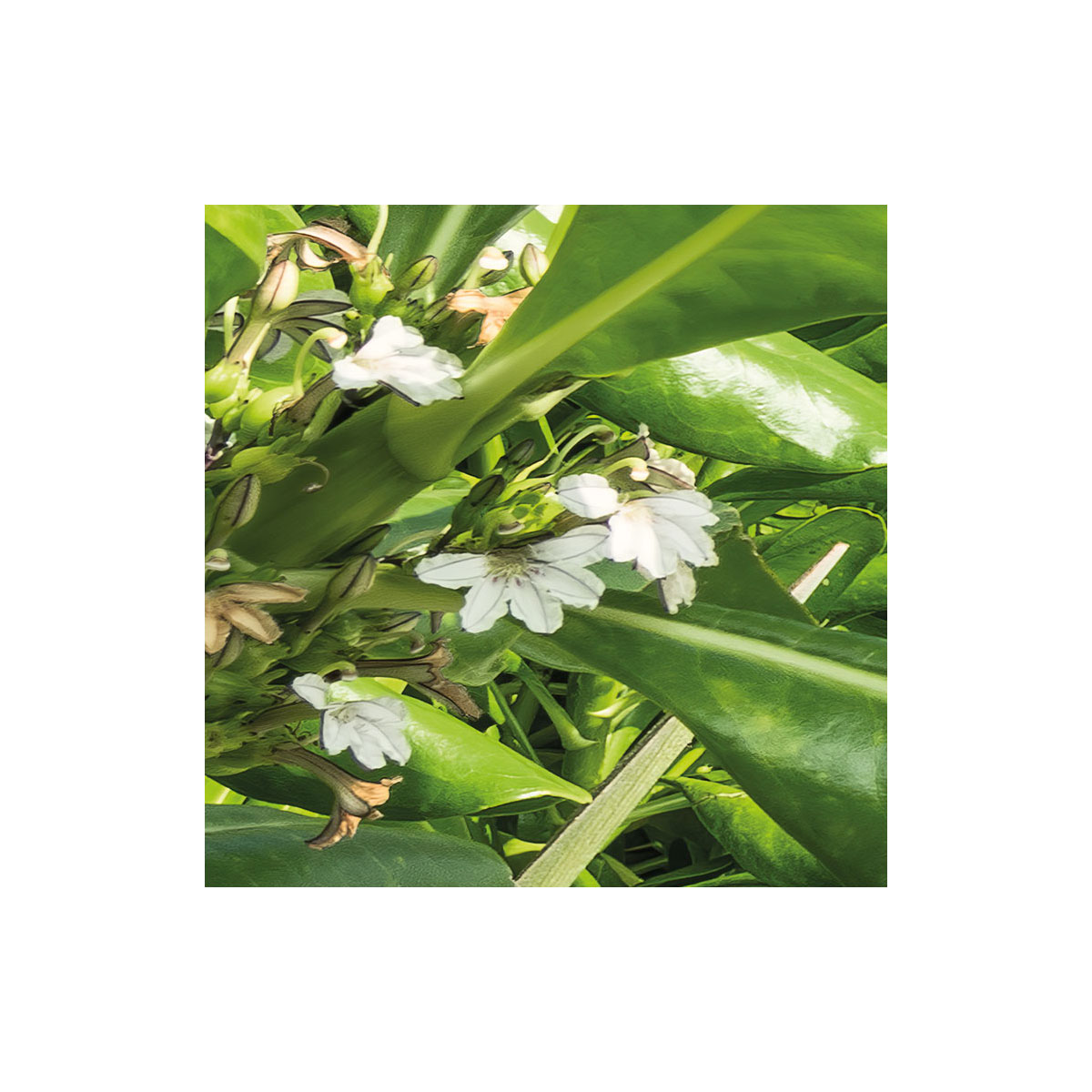 Komar  Vlies Fototapete Tagträume 450x280 cm Bild 3