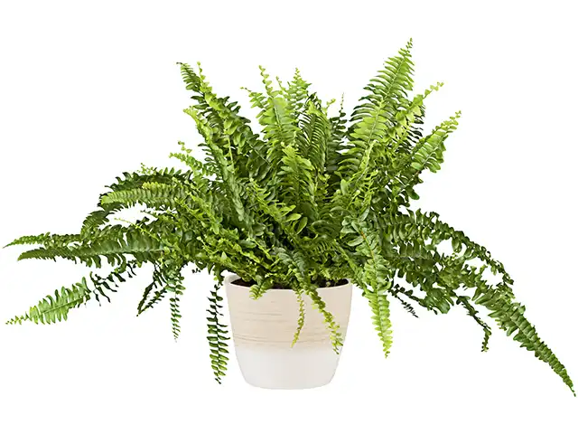 Nephropelpis im Topf