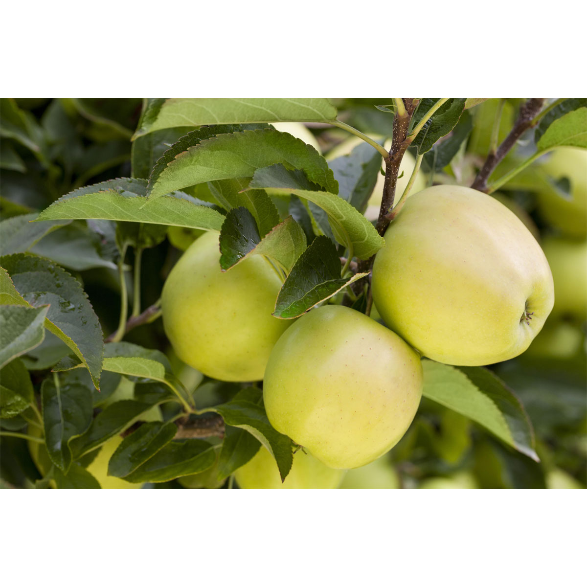 Plantiflor  BIO-Apfel 'Golden Delicious'