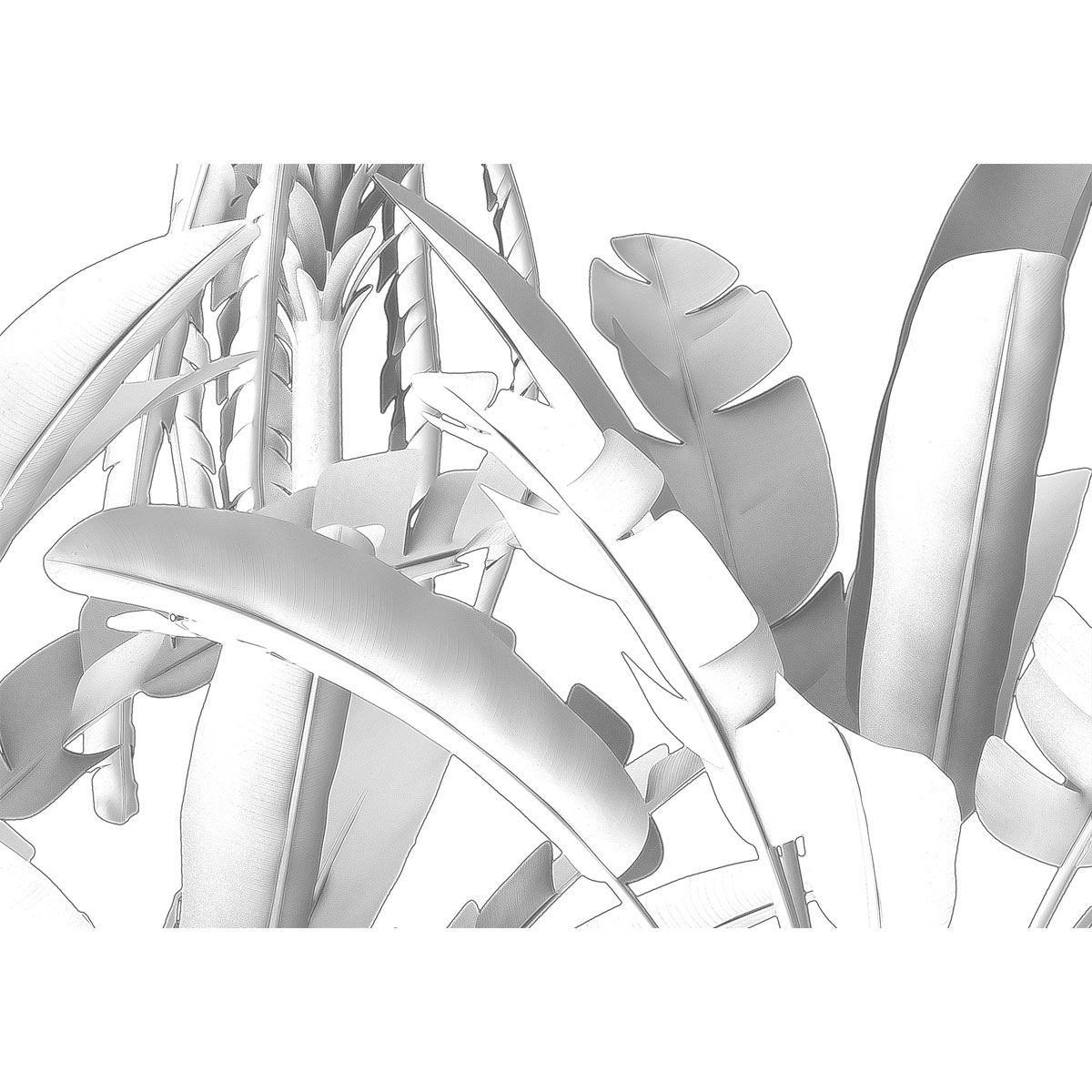 Komar  Vlies Fototapete Musa 400x280 cm Bild 5