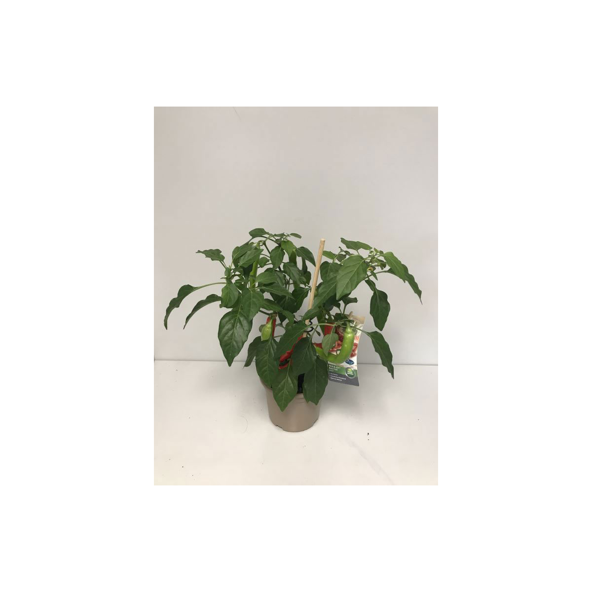 Plantiflor Rote Chili Pick-a-Hot T14
