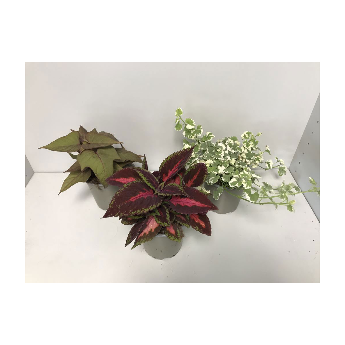 Plantiflor  Strukturpflanzen Palettenmix T12