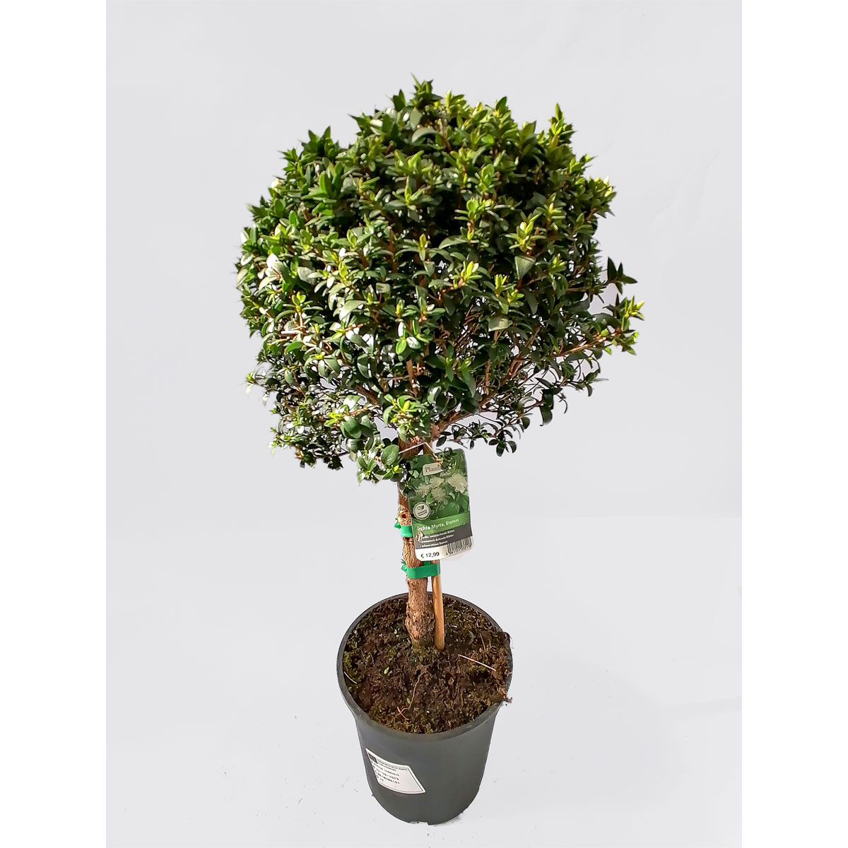Plantiflor  Myrte 55-60 cm T15