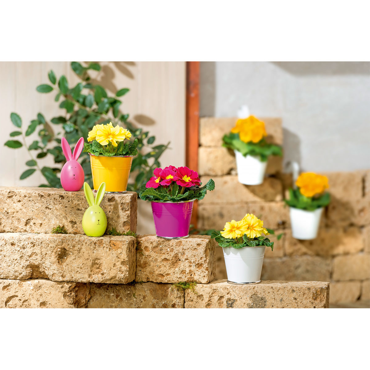 Plantiflor  Primel Topf Durchmesser 10,5 cm Bild 8