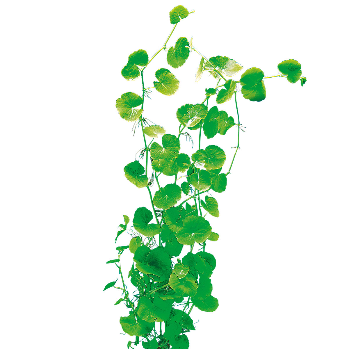 Dennerle Wasserpflanzen für Aquarien