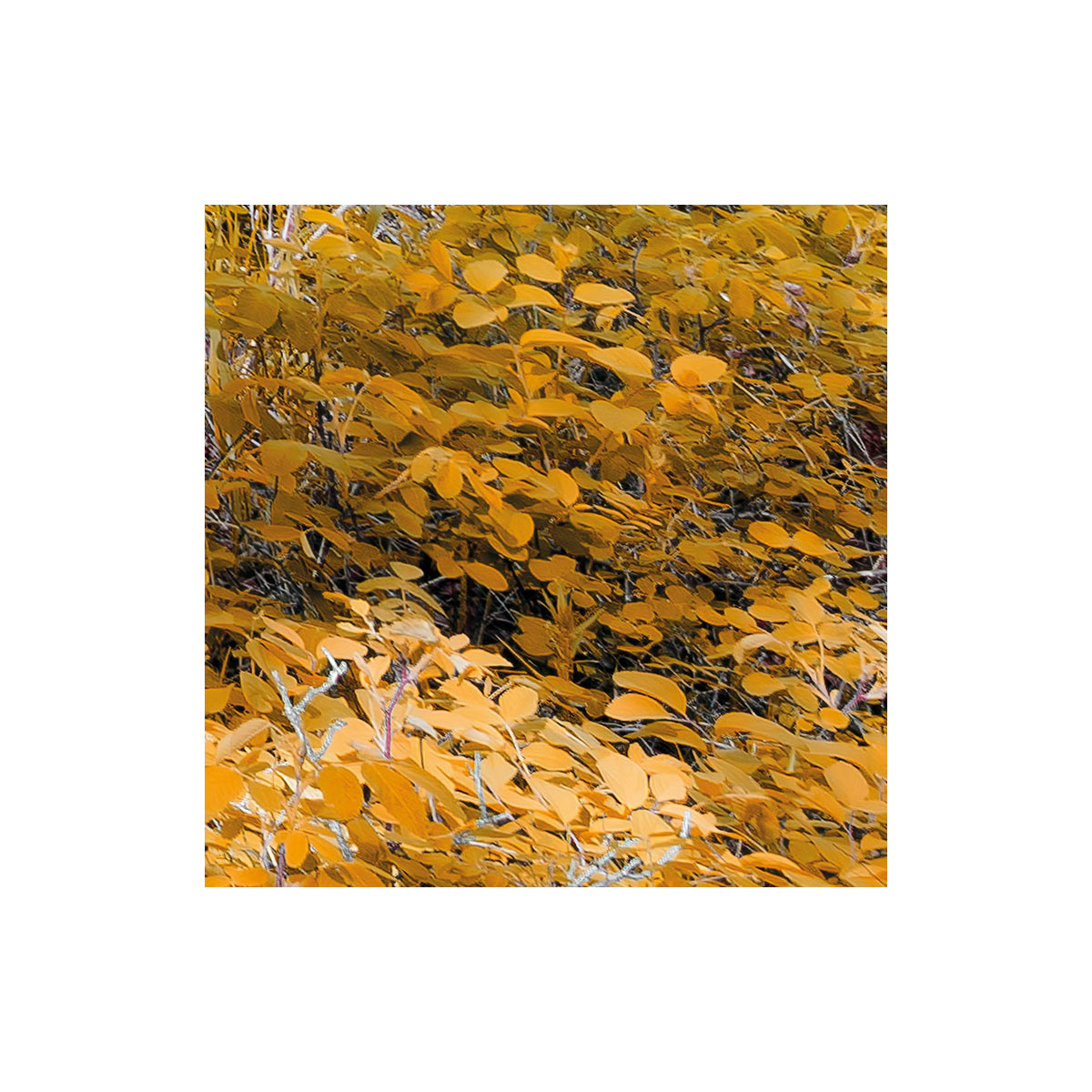 Komar  Vlies Fototapete Colorful Aspenwoods 450x280 cm Bild 7