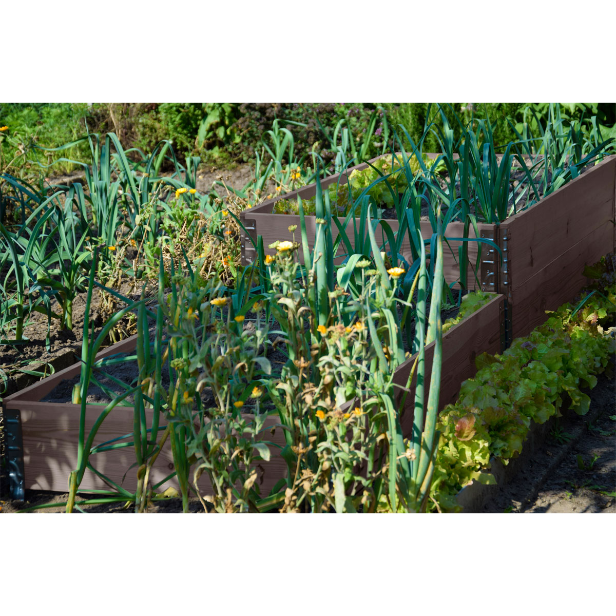 dobar Pflanzbeet-Umrandung 120 x 80 x 20 cm Kiefer grau Bild 4