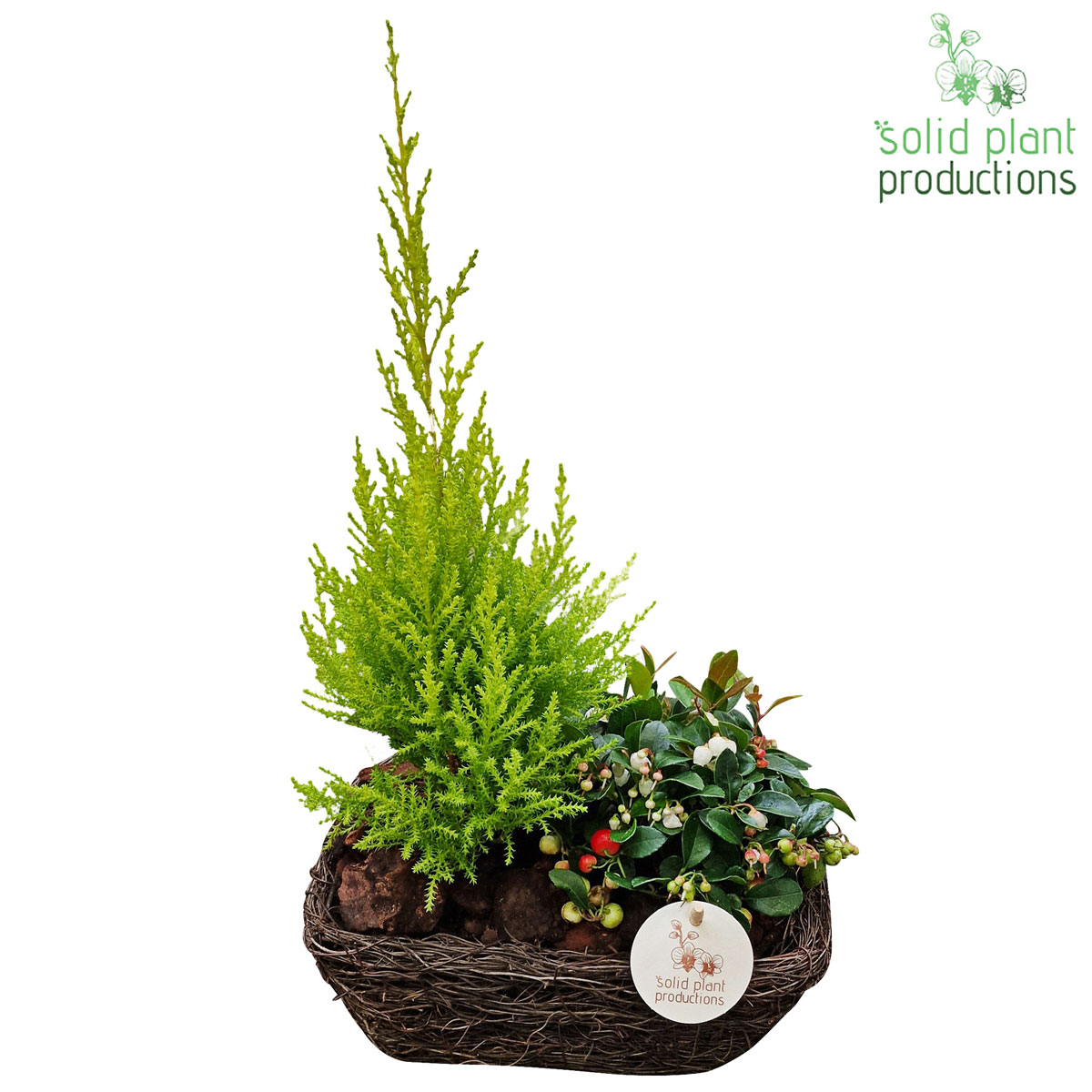 Bepflanzte Schale Herbst Salim Topf-Ø 24 cm Bild 1