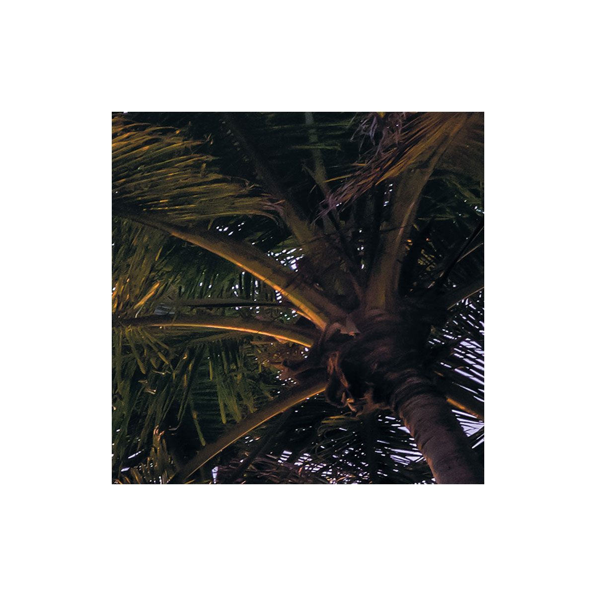 Komar  Vlies Fototapete Palmtrees on Beach 200x250 cm Bild 4